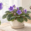室内の鉢植えセントポーリアの花、つぼみ、葉を観察するイラスト