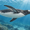 短い翼を使って青い水中を水平に泳ぐペンギンのイラスト