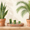 鉢植えのサンスベリアと葉挿しのトレー、一本幹の小さなヤシを並べたイラスト