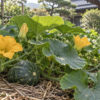 家庭菜園で黄色い花と小さな実を付けるかぼちゃのイメージ